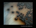 corynebacterium diphtheriae